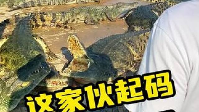 这家伙起码五六百斤#鳄鱼 #鳄珍 #鳄鱼养殖场