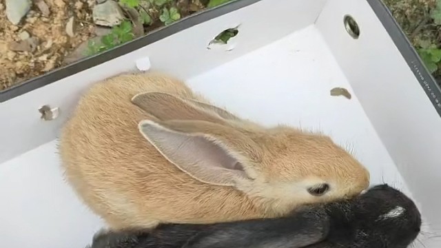 小可爱放回大自然了