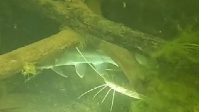 #国外视频分享 #水下摄影 #潜水捕鱼