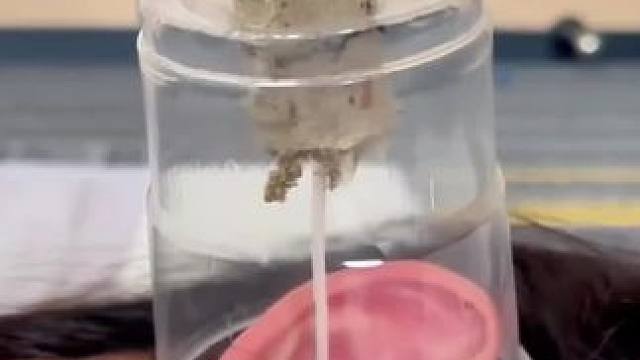 #实用小技巧 #生活小妙招 #生活小技巧 #空瓶子的妙用 #空瓶 空瓶的妙用