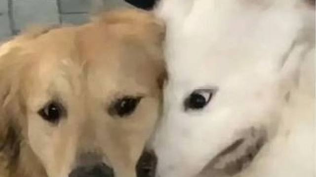 #狗子营业一天累到不想动 看吧！天天上班连狗都受不了！#狗狗 #打工人 #五一旅游 #娱乐超有料