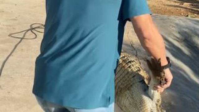 来了来了，上皮带！ #鳄鱼 #鳄珍 #皮带