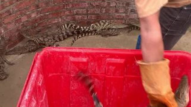 跟抓鸭子似的，没点慌张