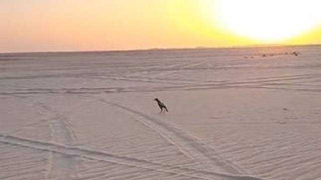 阿拉伯土豪沙漠里玩海东青#国外视频分享 #国外合法拍摄国内请勿模仿 