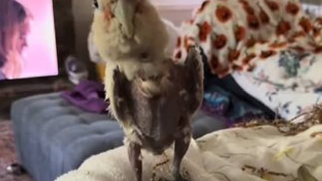 鸟中哈士奇 #国外视频分享 #奇妙的动物 #宠物