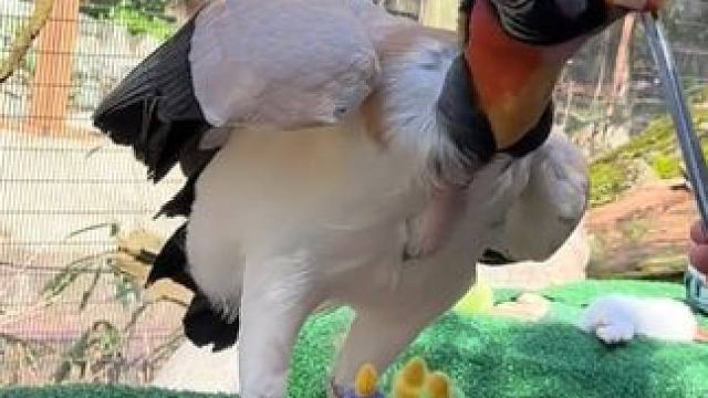 国王秃鹫 #国外视频分享 #奇妙的动物 #野生动物零距离