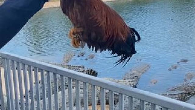 鳄鱼皮带震撼登场 #鳄鱼 #鳄珍 #皮带