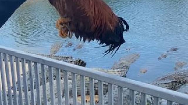 一条真鳄鱼皮带，让你帅气有面子！ #鳄鱼 #鳄珍 #皮带