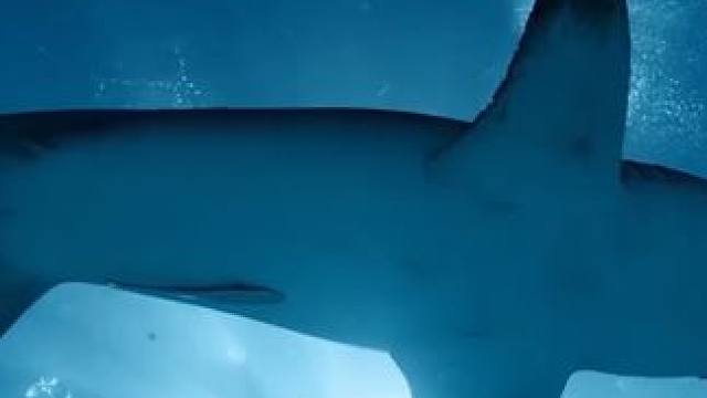 这头鲨鱼长得好奇怪呀！两只眼睛分得这么开 #海洋 #鲨鱼 #五一 #海洋生物 #科普一下 #儿童百科