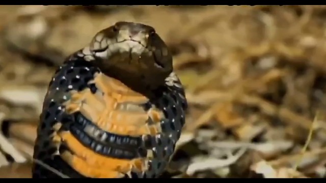 莫桑比克射毒眼镜蛇