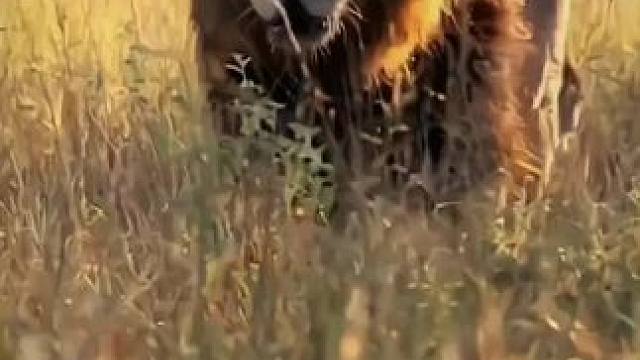 眉清目秀的大披肩，巨大的骨架 #雄狮 #猛兽