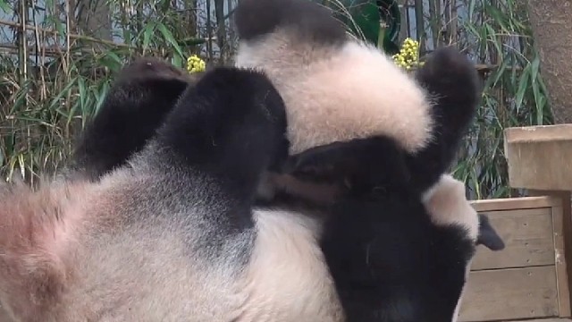 爱宝带小甜睿坐飞机~