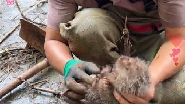 大表哥帮小花抓逃跑的竹鼠，这个真的能挖到吗？ #大表哥vlog #竹鼠 #户外