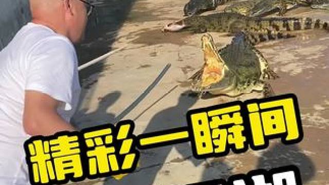 精彩一瞬间，再现江湖#鳄鱼 #鳄珍 #鳄鱼养殖场