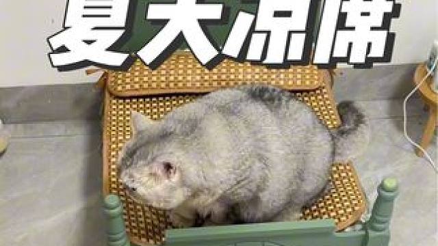 夏天已经来了，带枕头的夏天凉席可以给主子安排上了 #记录猫咪日常 #萌宠好物