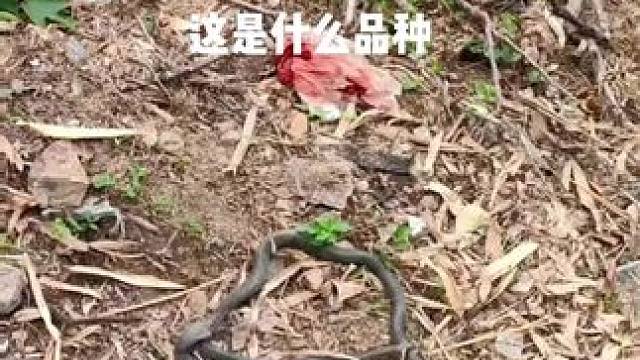 偶遇两根辣条打架，其中一条是野鸡脖子吗，有没有大神知道的#户外 #意不意外 #蛇出没  #危险动作请