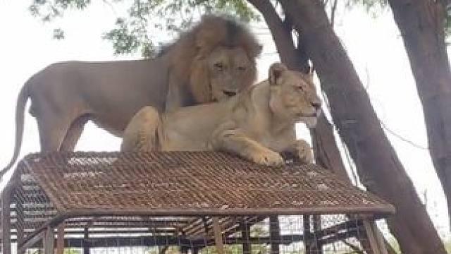 快来看非洲狮 #国外视频分享 #奇妙的动物 #野生动物零距离