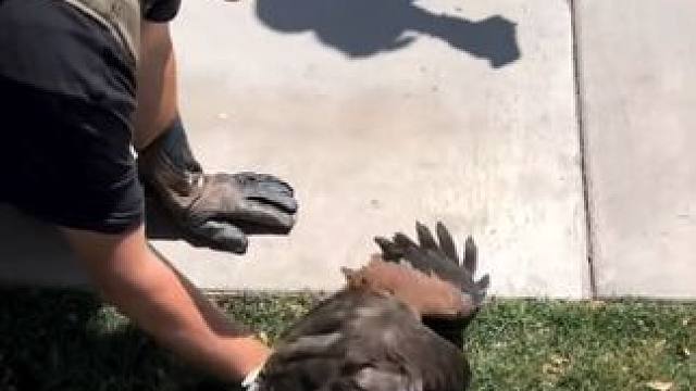 #国外合法拍摄国内请勿模仿 #栗翅鹰 #宠物