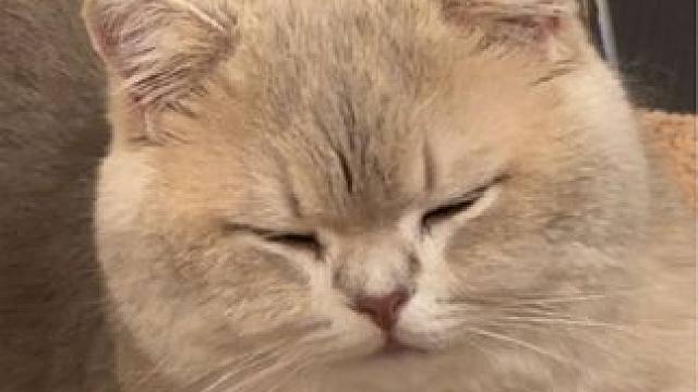 睡不够 根本睡不够#小猫日记