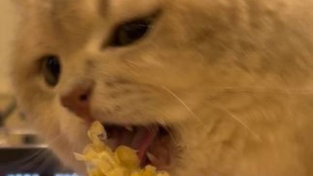 小猫吃玉米喽#小猫日记