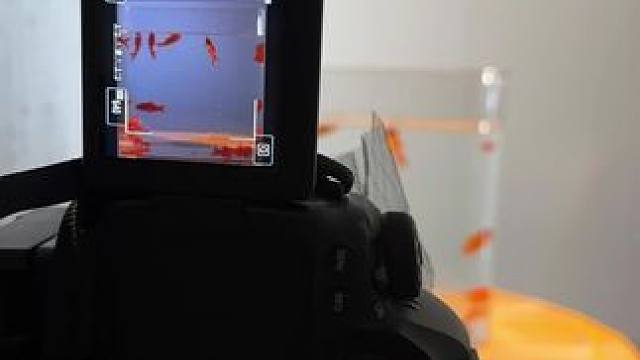 教你在家如何拍摄一组金鱼大片#拍照教程#氛围感 #金鱼拍照 #自拍