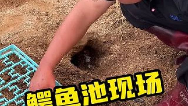 鳄鱼池现场猜鳄鱼蛋#鳄鱼 #鳄珍 #鳄鱼养殖场