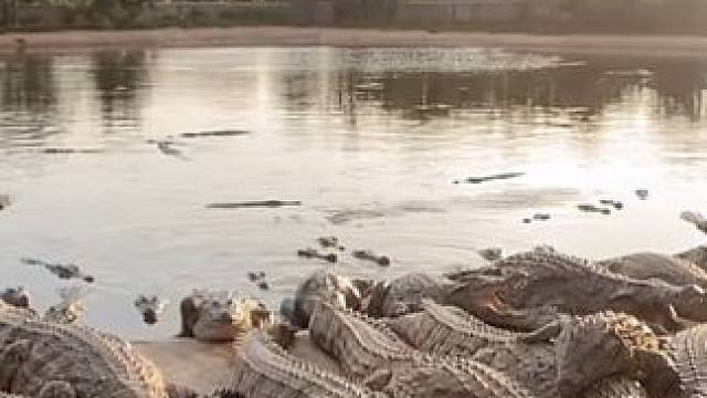 好男人配好皮带！ #鳄鱼 #鳄珍 #皮带