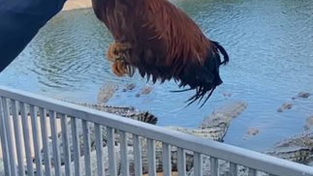 好马配好鞍，好男人就得来一根真正的鳄鱼皮带！ #鳄鱼 #鳄珍 #皮带