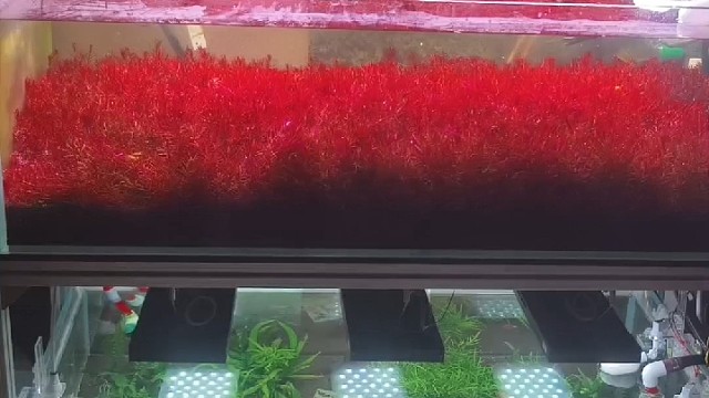 教你一招让草缸少换水甚至不换水