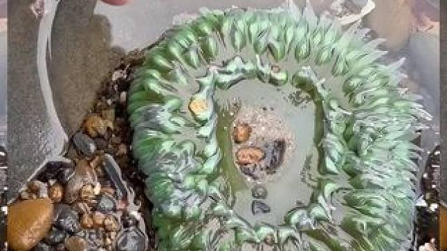 这是什么啊？
#奇怪的海洋生物 #户外赶海抓海鲜 #大海的馈赠 #赶海赶海赶海啦 #来本溪大峡谷冒个