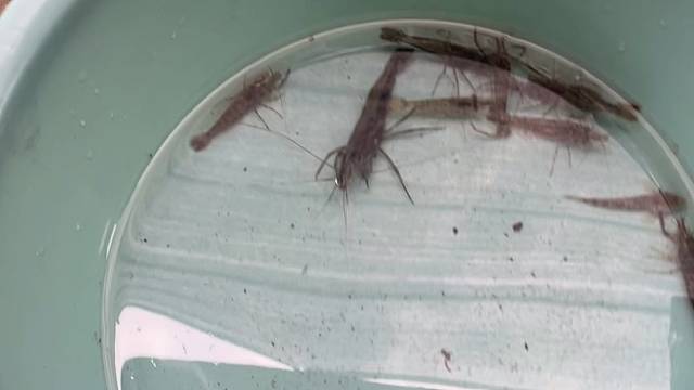 老家的白石老虾