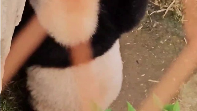 睿宝从楼梯上摔倒了，自己开门去找爷爷求安慰~