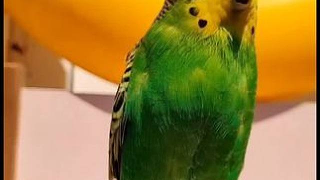 #会说话的鹦鹉 #小鸟成精了 #动物世界看人生百态 #百听不厌 #每日一笑 ！