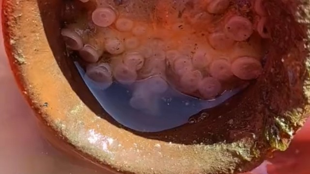 -章鱼智商有多可怕