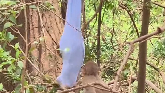 小猴子抢了游客防晒衣挂树上钻进去玩出不来了，猴届版作茧自缚 …