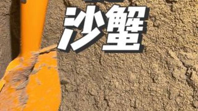 三亚比赶海更好玩的项目 螃蟹遍地的海滩，根本捉不完！#三亚旅游攻略 #三亚赶海