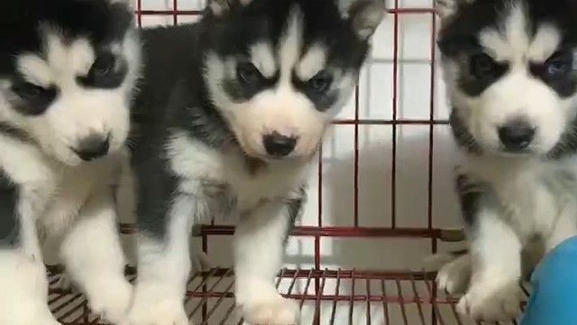 精品哈士奇幼崽