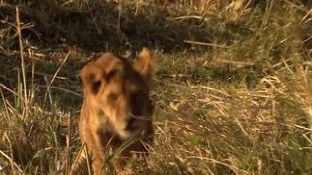 伤残小狮子能否存活 #热点 狮群在努力一个都不能少，但能做到吗？