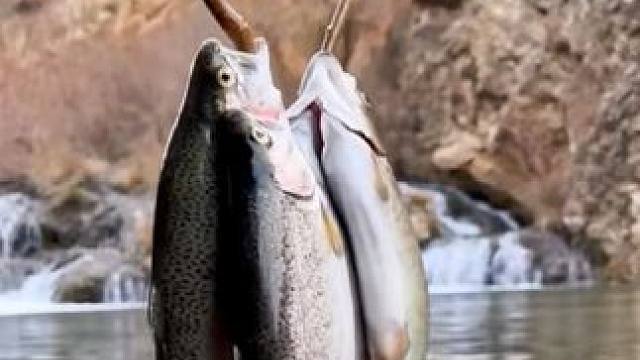 #海外美食 #户外美食制作 #户外美食