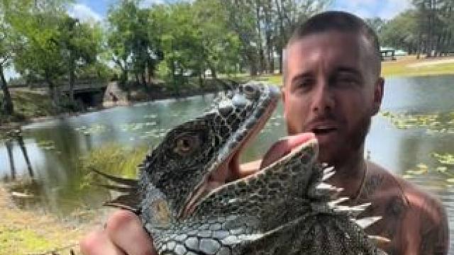 恐龙还活着 #国外视频分享 #野生动物零距离 #鬣蜥