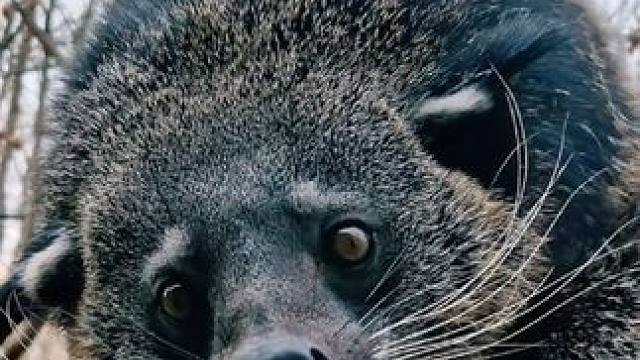 #国外视频分享 #奇妙的动物 #熊狸