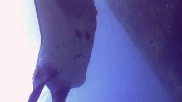 海里最优雅的舞者‍♀️
#巴厘岛 #潜水 #水肺潜水