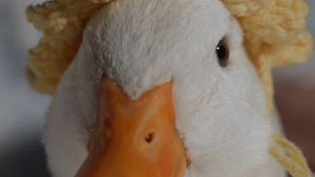 19岁的网红小鸭健身的秘密竟是……#爆好吃够绝味#晒出你的爆耐撕#解锁一份春日限定