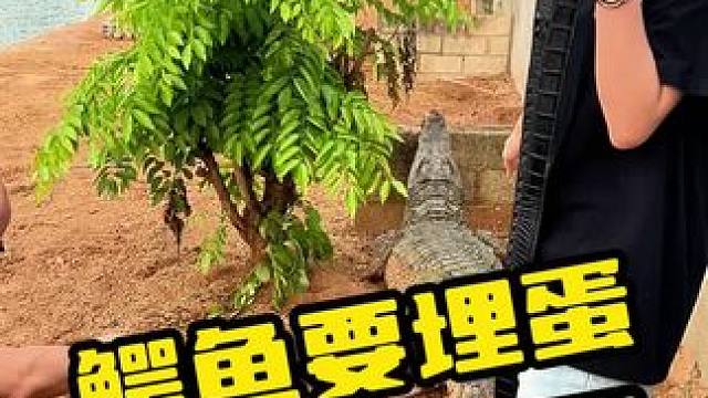鳄鱼要埋蛋，被阻止了#鳄鱼 #鳄珍 #鳄鱼养殖场