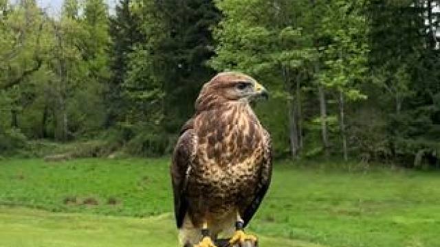 #国外视频分享 #奇妙的动物 #鹰