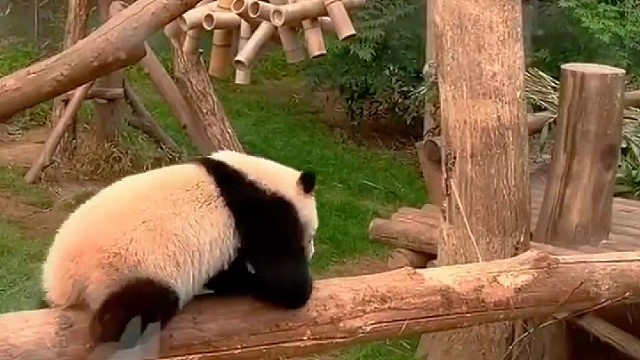 辉宝是真喜欢爷爷啊，看到爷爷永远都是连滚带爬的~