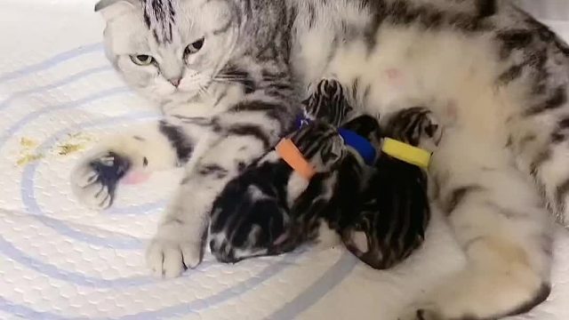 豆花的孩子不吃毛豆的奶。#小奶猫的成长日记 #猫咪的迷惑行为