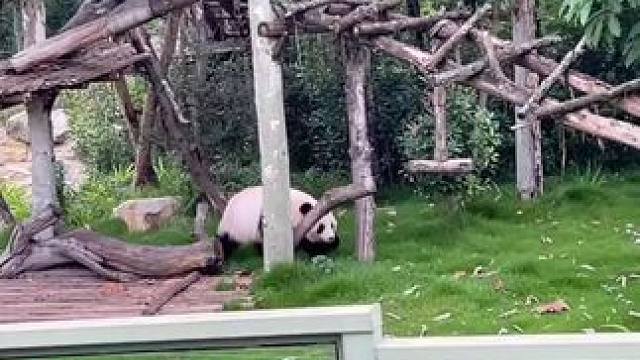 #熊猫的生活有多惬意 #萌到爆炸了 #国宝大熊猫萌萌哒 #国宝不愧是国宝 
救命！樱浜它好卡哇伊我好