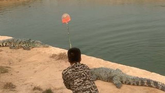 鳄嫂脑瓜子嗡嗡叫