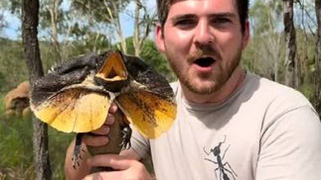 恐龙还活着 #国外视频分享 #奇妙的动物 #伞蜥